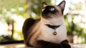 انواع القطط السيامي