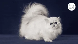 تبني قط شيرازي