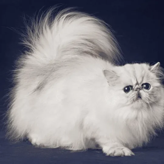 تبني قط شيرازي