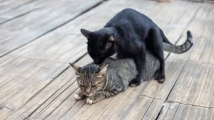 تزاوج القطط