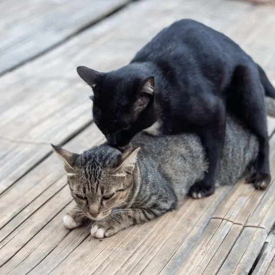 تزاوج القطط