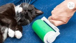 تساقط شعر القطط