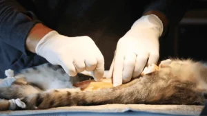 تعقيم القطط الاناث