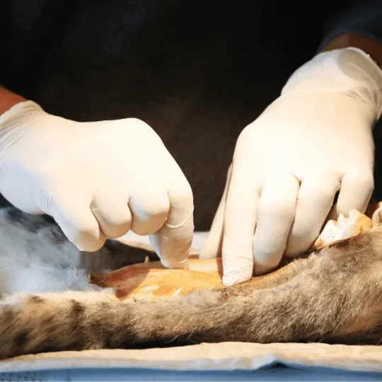 تعقيم القطط الاناث