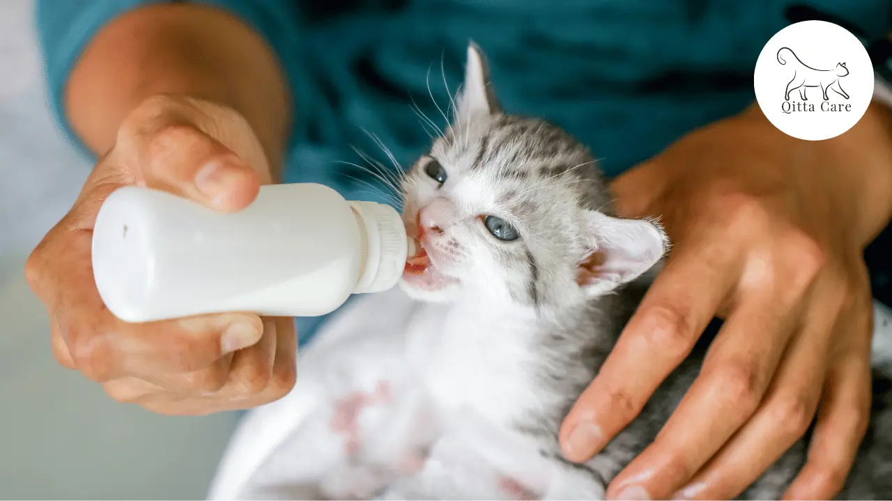 حليب القطط الرضع