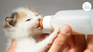 رضاعة القطط