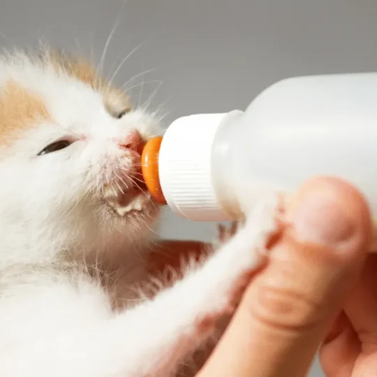 رضاعة القطط