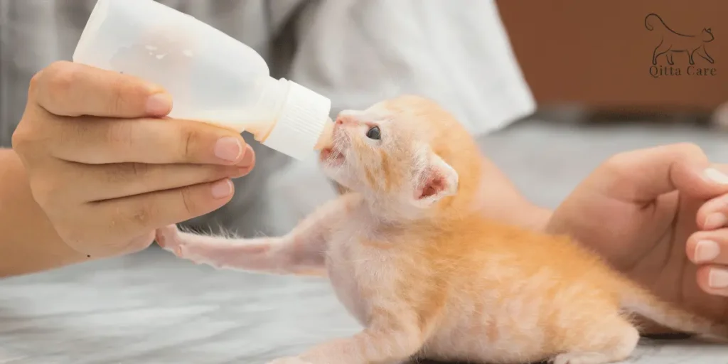 رضاعة القطط