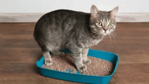 علاج اسهال القطط بالنشا