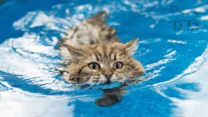 غرق القطط