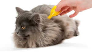 كيفية القضاء على البراغيث في القطط