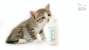 كيفية تحضير حليب القطط الصغيرة