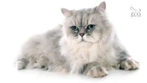 مراحل حمل القطط