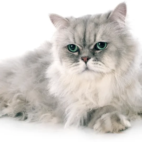 مراحل حمل القطط