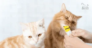 مكافآت القطط