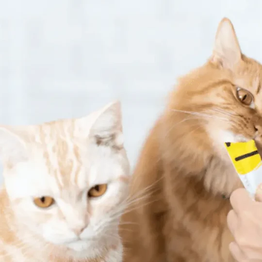 مكافآت القطط