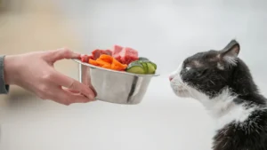 نظام غذائي للقطط