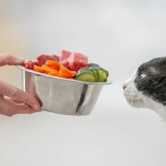 نظام غذائي للقطط