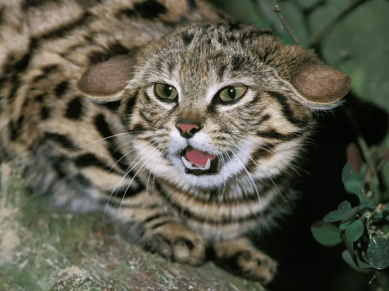 قط سوداء القدمين الإفريقي