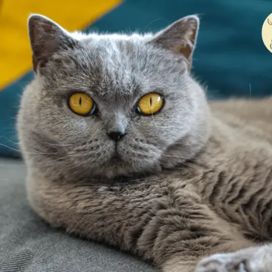 انواع القطط قصيرة الشعر