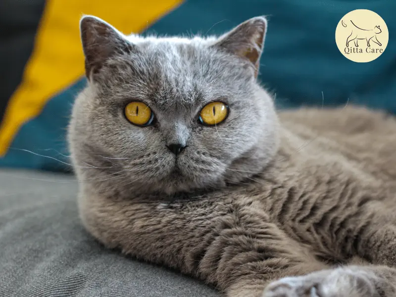 انواع القطط قصيرة الشعر