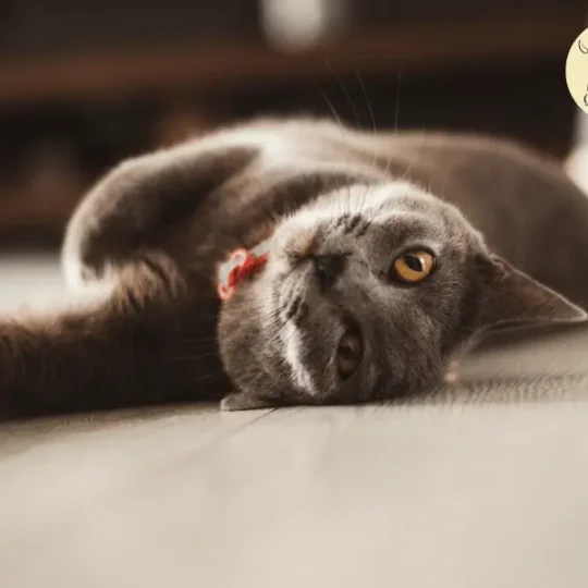 انواع القطط الهادئة