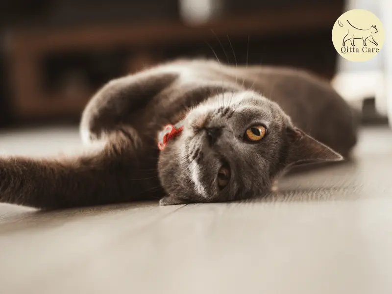 انواع القطط الهادئة