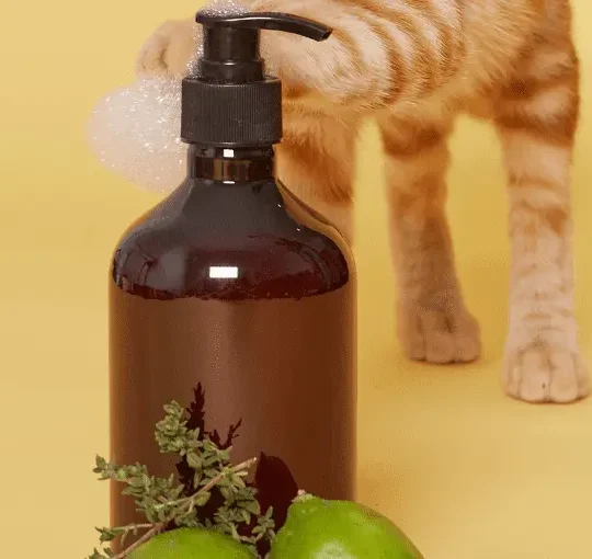 شامبو للقطط