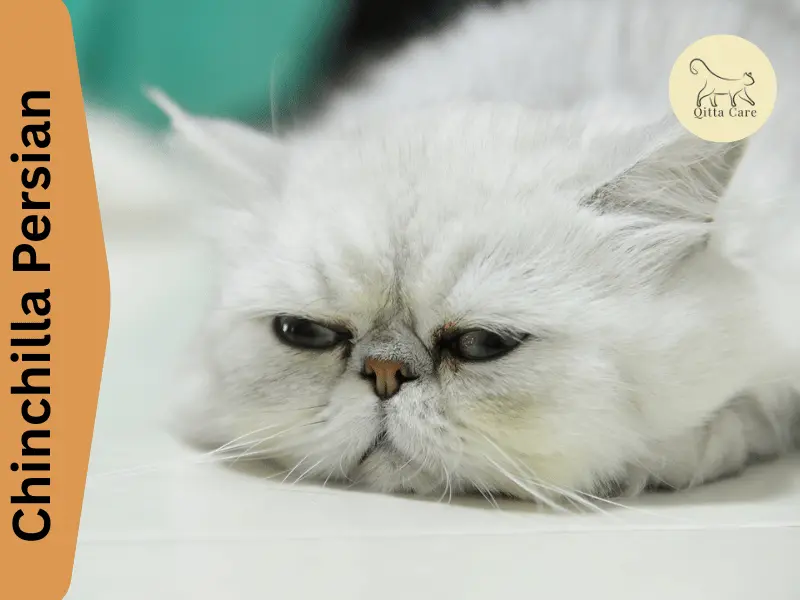 القط الشيرازي الشنشيلا