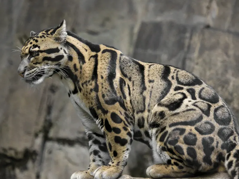 النمر الملطخ