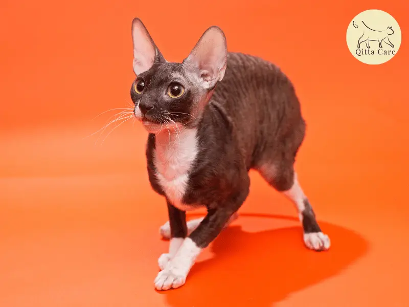 القط كورنيس ريكس