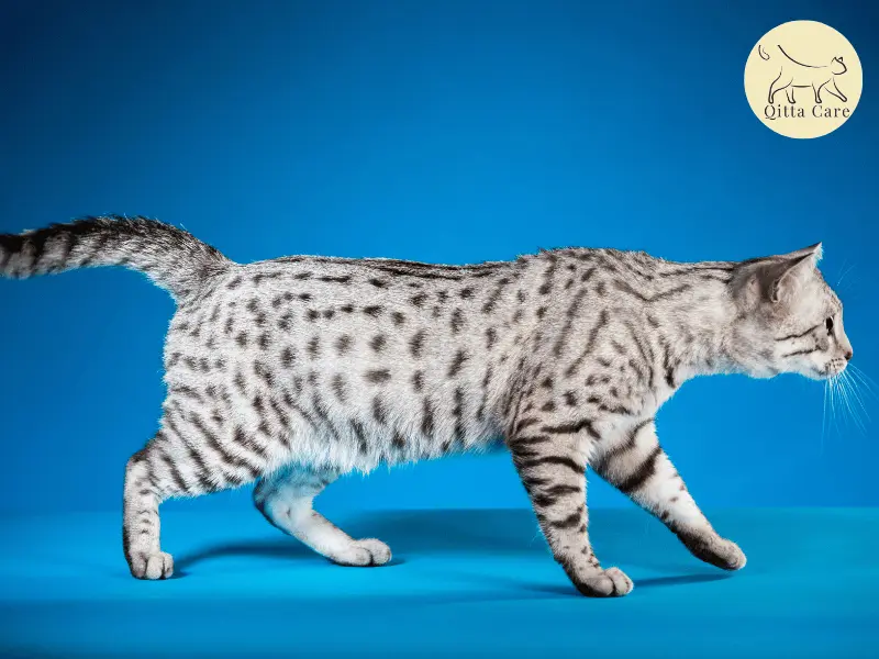 القط المصري ماو