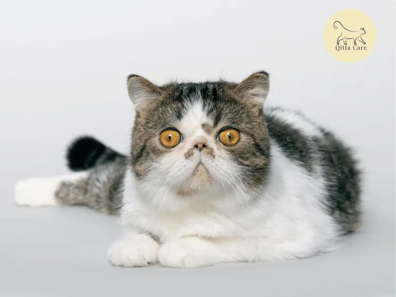 القط الإكزوتيك قصير الشعر