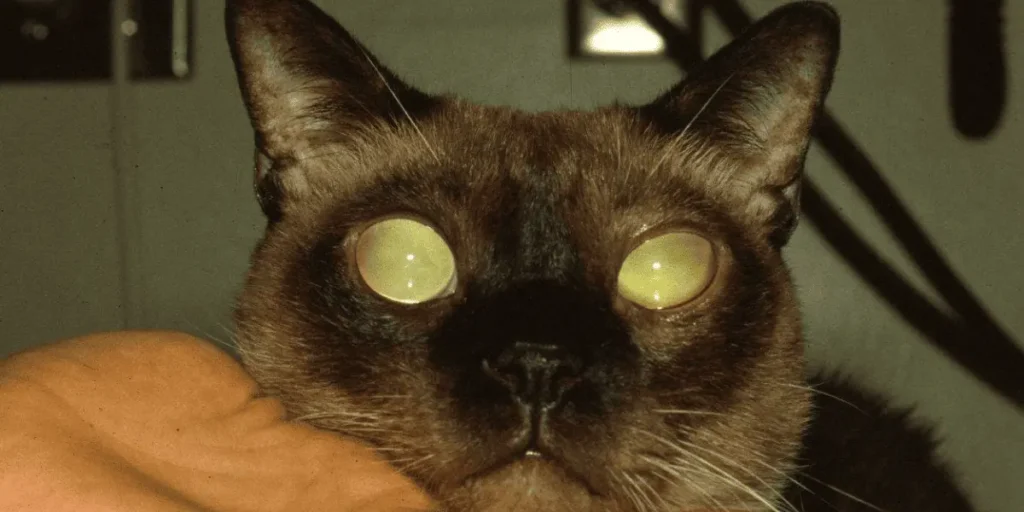 قطة قطة مصابة بالجلكوما