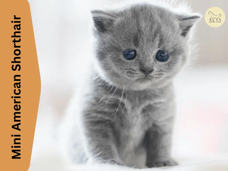 القط الأمريكي القصير الشعر صغير الحجم