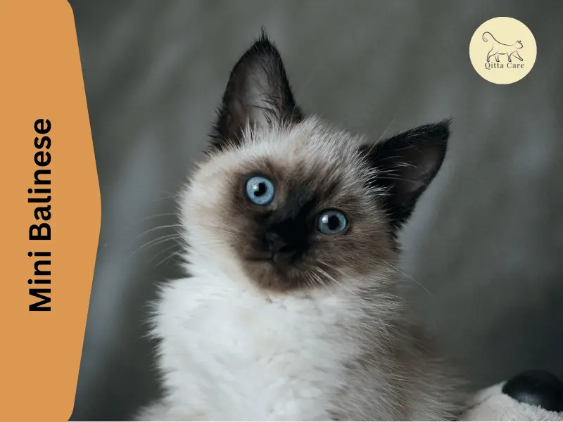 القط البالينيزي الصغير