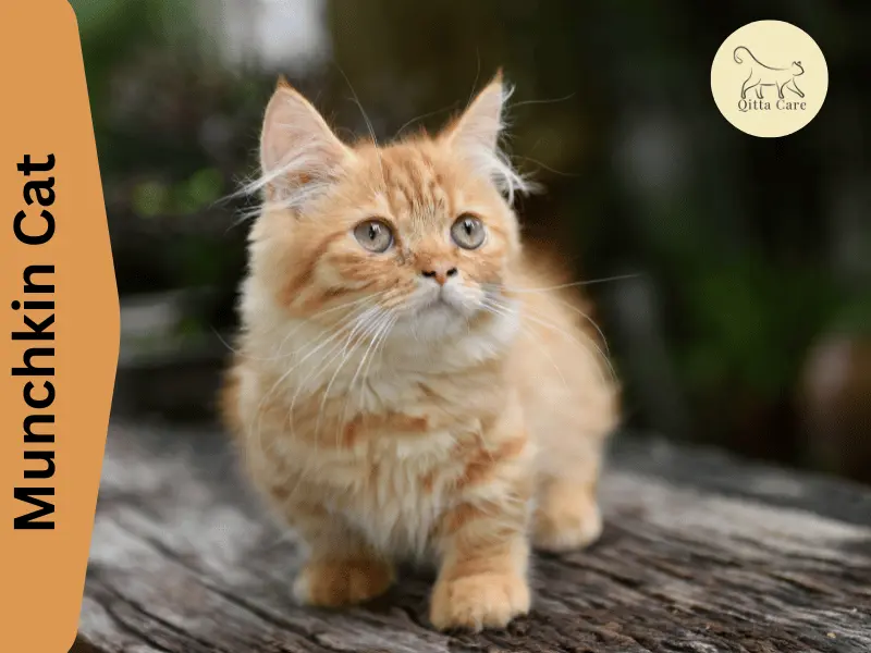 القط مونشكين