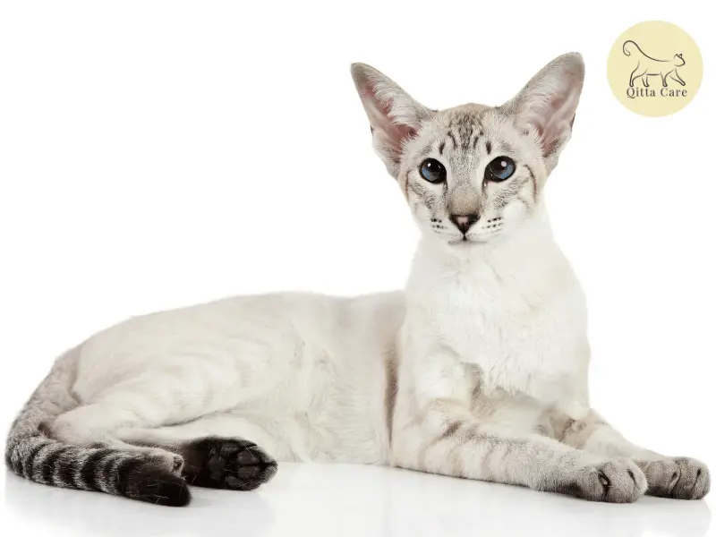 القط الشرقي