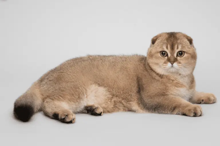 القط سكوتش فولد