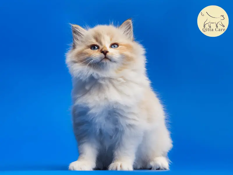 المظهر الخارجي للقطط السيبيري