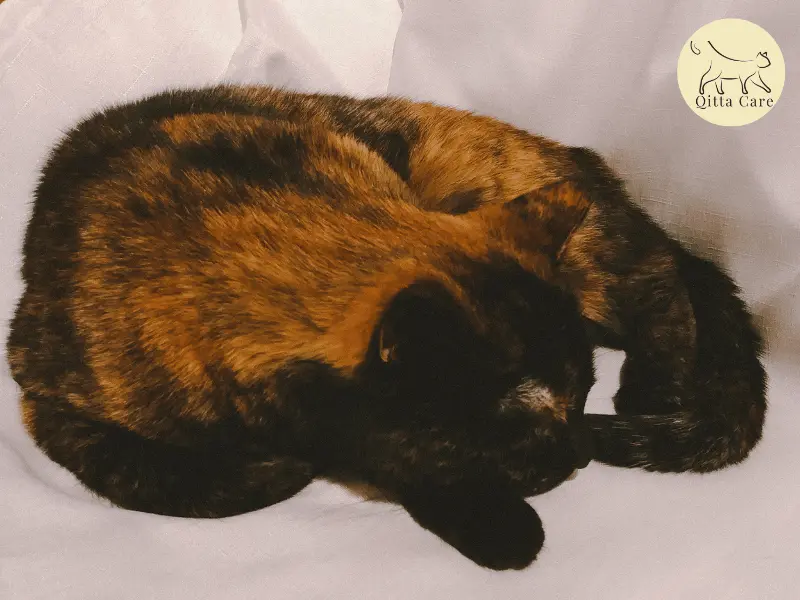 وضعيات نوم القطط