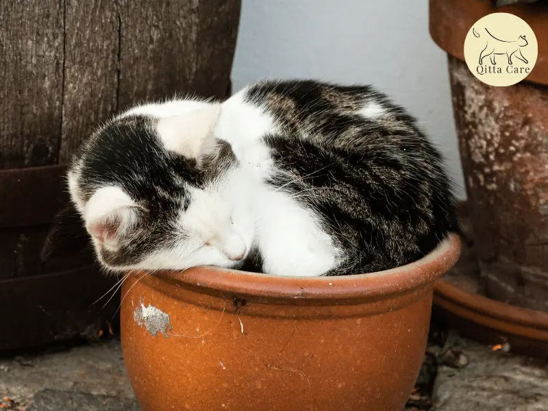 وضعيات نوم القطط ومعناها