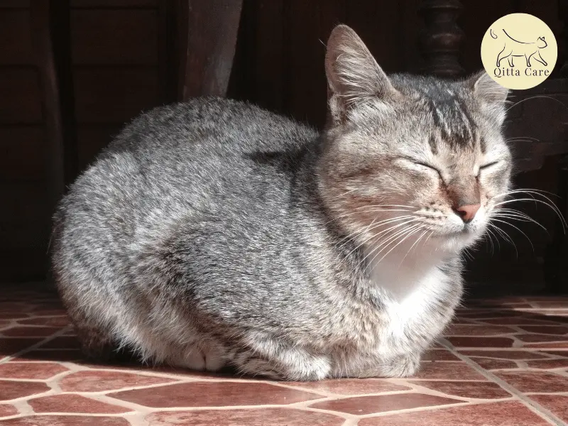 وضعيات نوم القطط