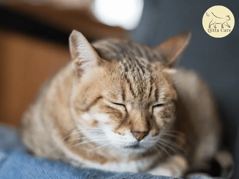 وضعيات القطط في النوم