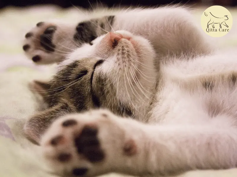 نوم القطط على ظهرها