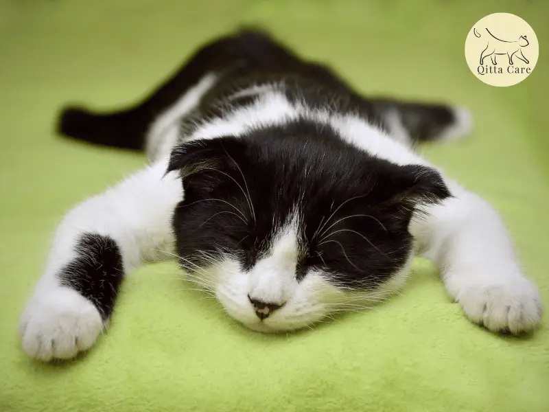 وضعيات القطط في النوم