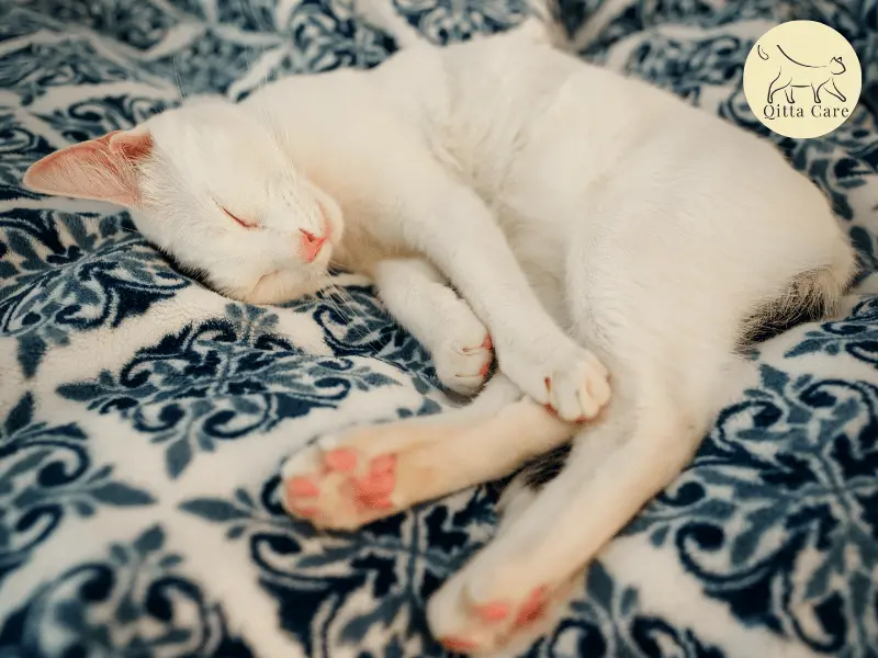 اشكال نوم القطط