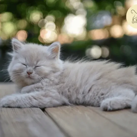 انواع القطط الصغيرة