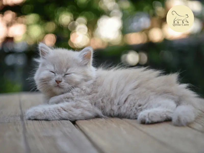 انواع القطط الصغيرة