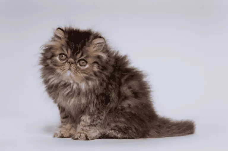 انواع القطط الشيرازي